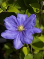 Clematis Fuji musume-1 Powojnik